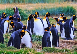 An Excursion Through Patagonia's Wild Beauty